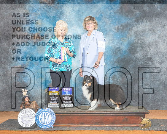 Shetland Sheepdog #6 Sun nWBBOWBOB Judge Lisa Graser-_JP_8529e_Marshall_2024-HR3