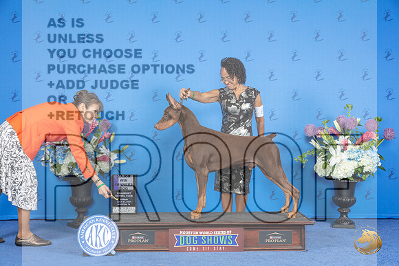 Doberman #9 SUN WD BOW M Judge Annella Cooper r__JP_0285_Houston_2024_HR3