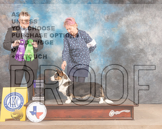 Cardigan Welsh Corgi #57 Fri WDBOS Judge Patrick Smith-MMJ_7551-FW2022-HR3