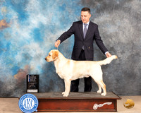Labrador Retriever #15 Sat BOWWDCh Judge Eric Liebes