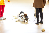Borzoi and Dachshund