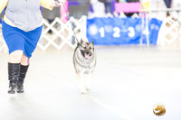Norwegian Elkhound Sat