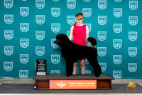 Poodle Std #149 Sun BOW Judge Tina Camp