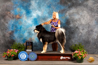 Tibetan Mastiff #7 Sat BOW Ch Judge Robert Shreve
