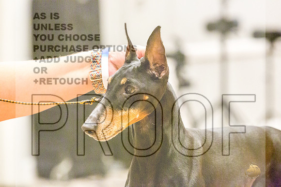 Manchester Terrier MTOY Candids-JJL_2327-Hstn2022_HR3