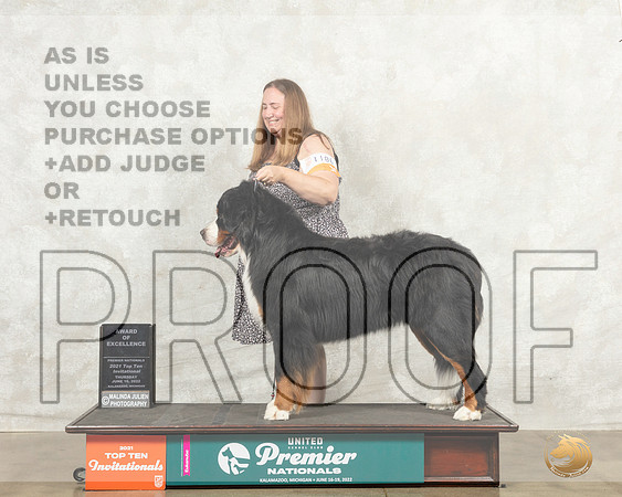 Bernese Mountain Dog #1186 Thur AOE Judge Mary Ellen Meyer__MJ_7312_Premier_2022_HR3