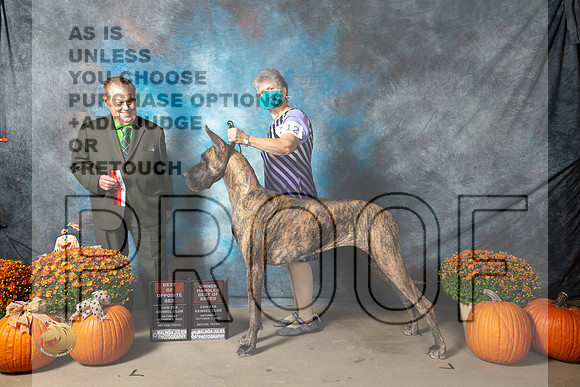 Great Dane #12 Sat BOS Judge Del Richards_MJ_5581_Belton_2022_HR3