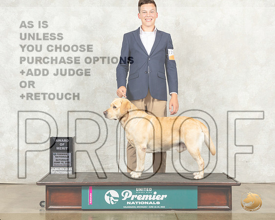 Labrador Retriever #1290 Sat AOM Judge Sandra Kowalski__MJ_9456_Premier_2022_HR3