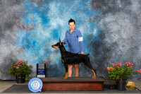 Doberman Pinscher #14 Sun RWB Judge Karen McFarlane
