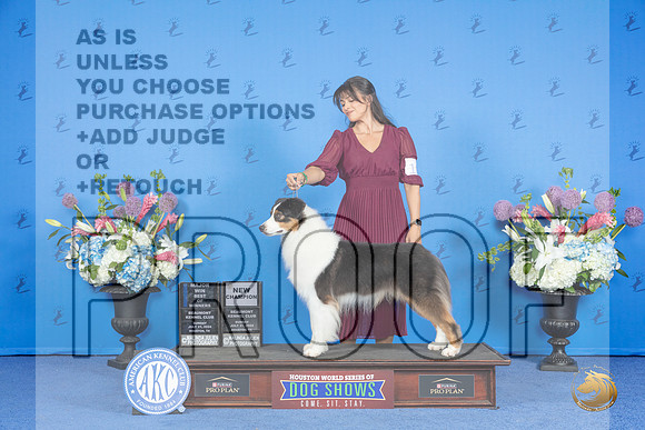 Australian Shepherd #17 SUN WD BOW NC M Judge James Moses__JP_0422_Houston_2024_HR3