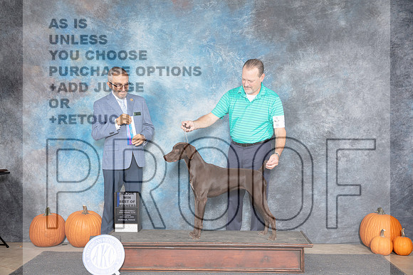 German Shorthaired Pointer #6 Sat BOW M Judge Tim Catterson__JP_8533_Humble_2024_HR3