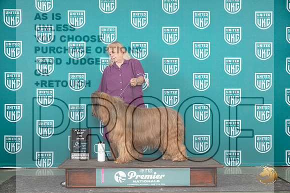 Briard #627 Sun ARBIS Judge Rick Gann__JP_3470_Premier_2024_HR3