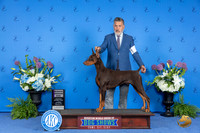 Doberman #27 THUR RWD Judge Douglas Johnson