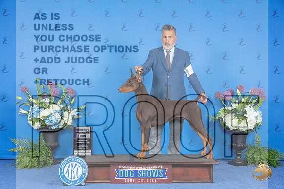 Doberman #27 THUR RWD Judge Douglas Johnson__JP_8330_Houston_2024_HR3
