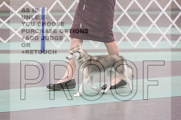 Alaskan Klee Kai Rings Sat 2_JJL_9017_UKCLNGVIEWOCT2024_2024_HR3