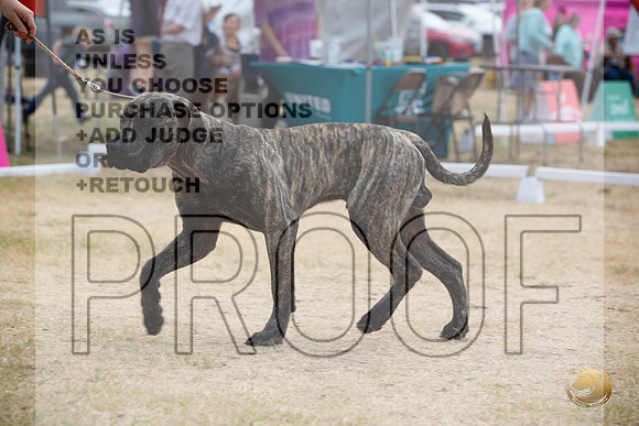 Ringside Longview WA 2024 South African Boerboel_JJL_3485_Longview WA_2024_HR3