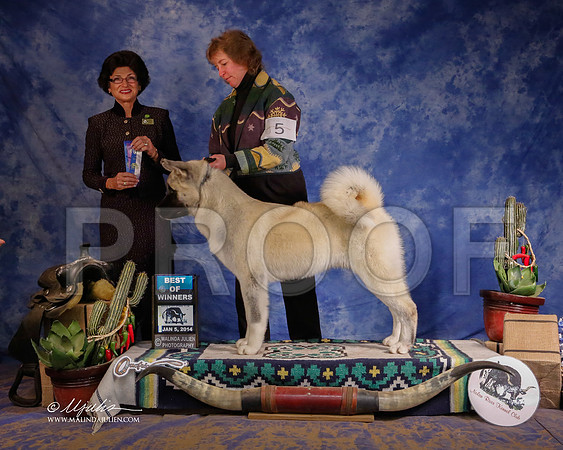 akita-4192-GRJan14-HR