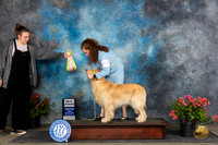 Golden Retriever #J750 Fri BJr Judge Wendy Willhauck