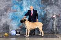 Mastiff #5 Thurs BOBCH Judge Denise Dean