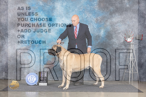 Mastiff #5 Thurs BOBCH Judge Denise Dean__JP_5013_Amarillo_2024_HR3