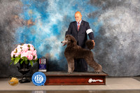 Poodle Standard #11 FRI WD BOP Judge Steven Keating