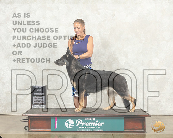 German Shepherd Dog #1353 Sun COC__MJ_9619_Premier_2022_HR3