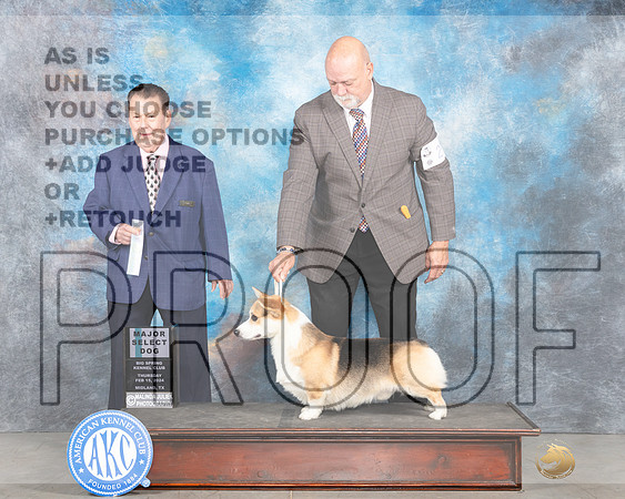 Pembroke Welsh Corgi #25 Thur SDM Judge Del Richards_Midland2024