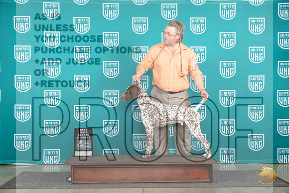 German Shorthaired Poinnter #474 Fri BMBOW Judge Tracie Karsjens__JP_1562_Premier_2024_HR3