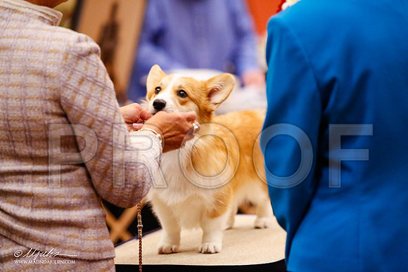 _JJ_8560-HstnCorgiFeb2015-HR3