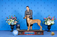 Rhodesian Ridgeback #14 SAT WB M Judge Douglas Johnson