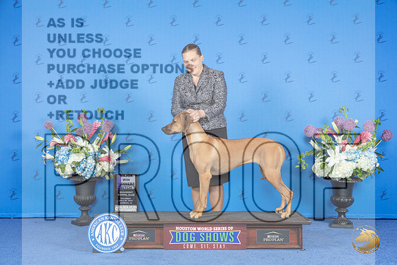 Rhodesian Ridgeback #14 SAT WB M Judge Douglas Johnson__JP_0039_Houston_2024_HR3