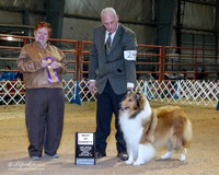 Collie Rough #24 Fri BOV