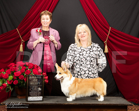 _ST_3432-HstnCorgiFeb2015-HR3