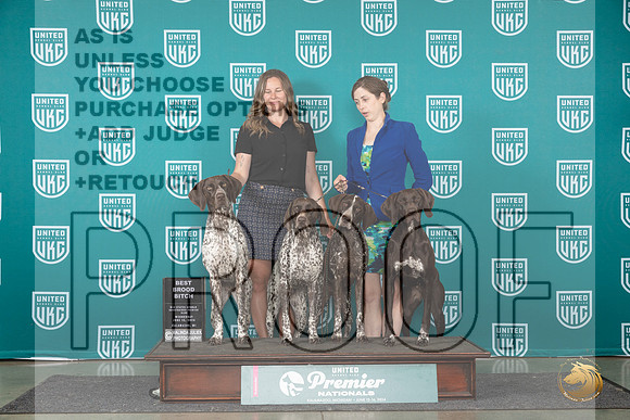 German Shorthaired Pointer #771 Wed BBE Judge Jeane Hegar__JP_2360_Premier_2024_HR3