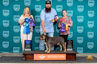 American Bully #704 Sun G2CH Perdue Camp