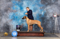Rhodesian Ridgeback #16 Sun WB Judge Jon Cole