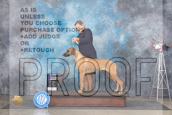 Rhodesian Ridgeback #16 Sun WB Judge Jon Cole__JP_6311_Amarillo_2024_HR3