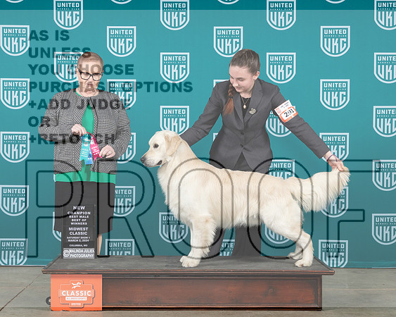 Golden Retriever #291 Sun BOWCH Judge Brenda Landers__JP_0928e_UKCMWC_2024_HR3