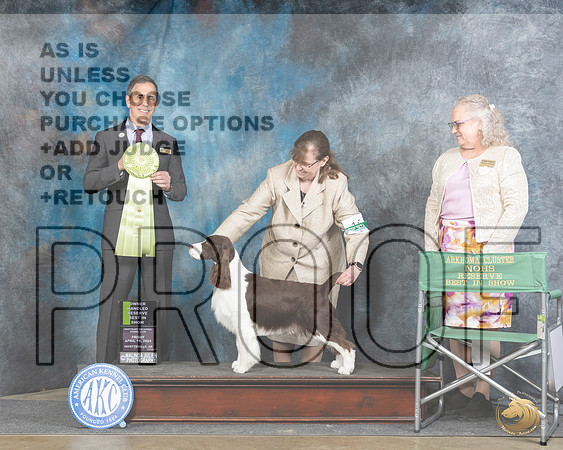 English Springer Spaniel #16 Fri OHRBIS Judge Scott Toney__JP_4441_Fayetteville_2024_HR3