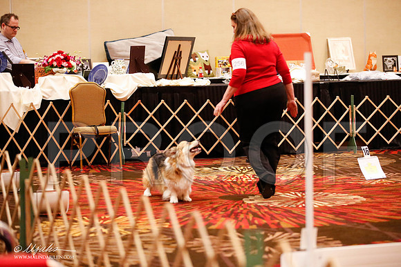_JJ_7366-HstnCorgiFeb2015-HR3
