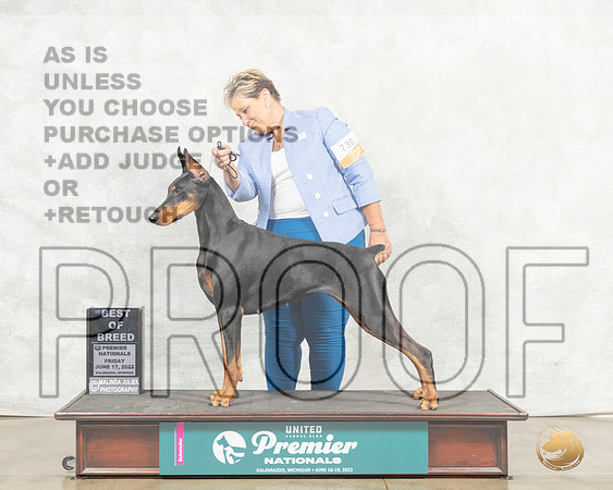 Doberman Pinscher #882 Fri BOB Judge Sandra Kowalski__MJ_7768_Premier_2022_HR3