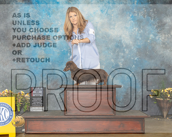 Dachshund Longhaired #8 Sat BOSWB Judge Deirdre Petrie-MMJ_1518-NWARK2022-HR3