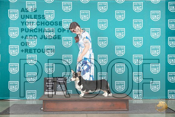 Cardigan Welsh Corgi #509 Fri BOWBOB Judge Stan Matsumoto__JP_1587_Premier_2024_HR3