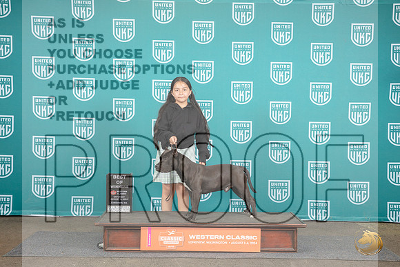 American Bully #221 Sat BM BOW Judge Alan Krenek__JP_1703_Longview WA_2024_HR3