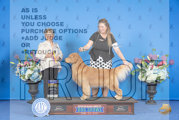 Golden Retriever #27 SUN BOB Judge Sandra Lex__JP_0279_Houston_2024_HR3