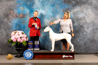 Dogo Argentino #6 FRI WB BW BOB BP Judge Patricia Sosa