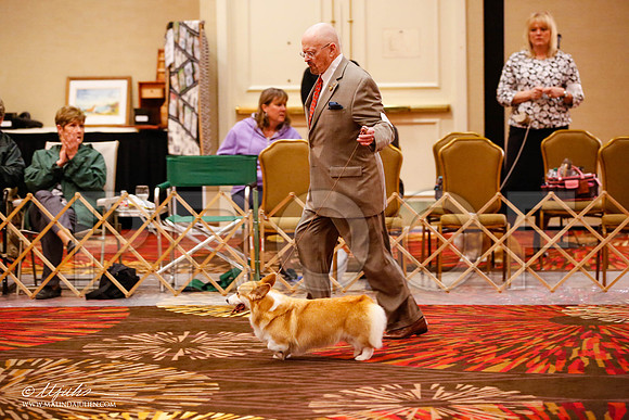_JJ_0713-HstnCorgiFeb2015-HR3
