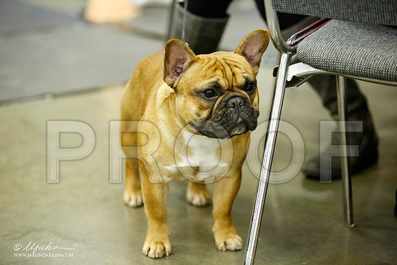 _JJ_5563-BeltonJan2015IABCA-HR3