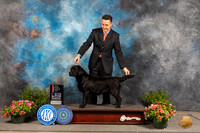 Labrador Retriever #26 Sun BOS Judge Debra Thornton
