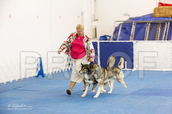 _M3_1661-AddisonHuskyMar2015-HR3